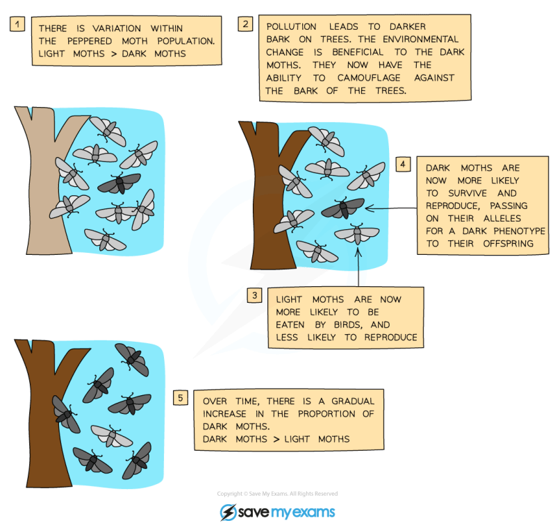 Biology Assignment Pdf Natural Selection Apple - Premium Minimal Design Gallery - HD