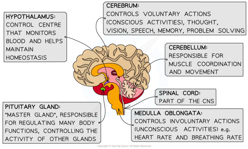 Brain Structure And Function Guided Notes - Premium Sunset Wallpaper Gallery - 4K