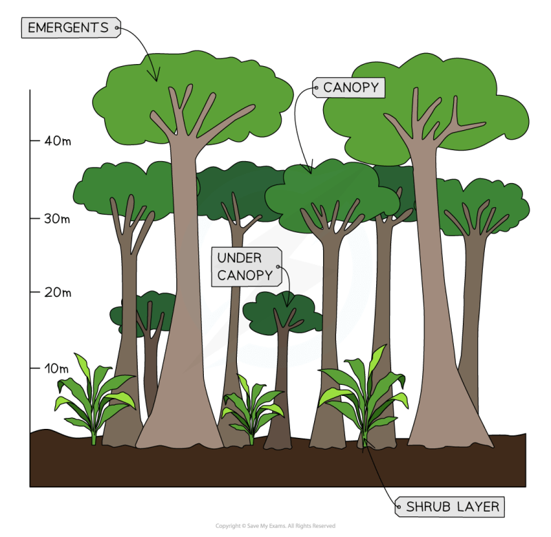 Answer Structure Pdf Forests Tropics - Space Illustrations - Incredible Retina Collection