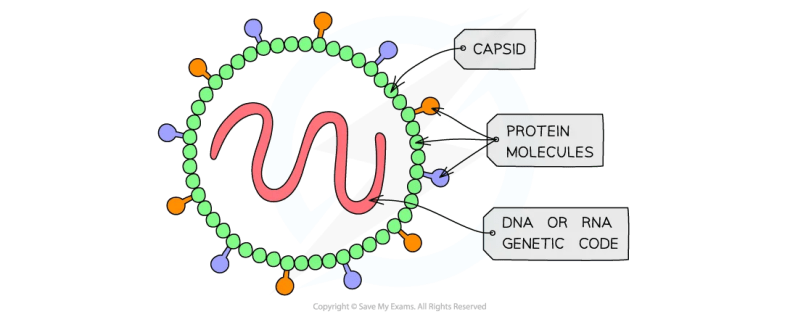 Solution Biology Virus Structure And Function Studypool - Download Artistic Sunset Photo | Full HD