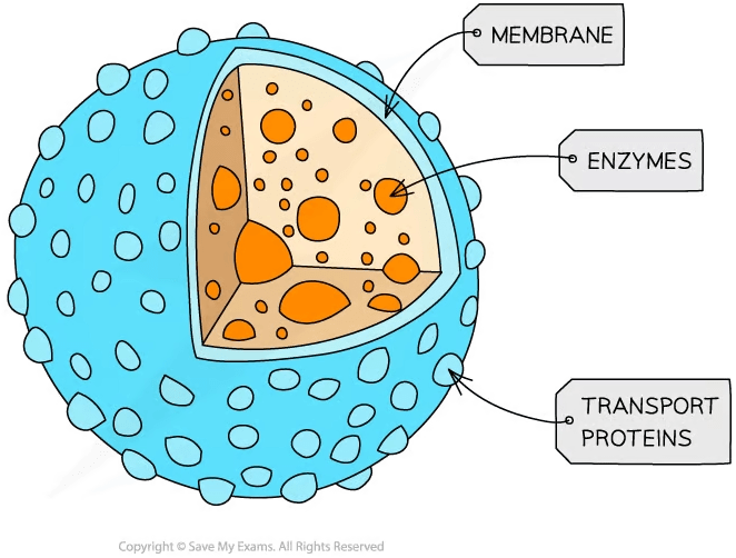 Solution Lysosomes Cell Organelle Its Structure Composition - Download Premium Ocean Wallpaper | Retina