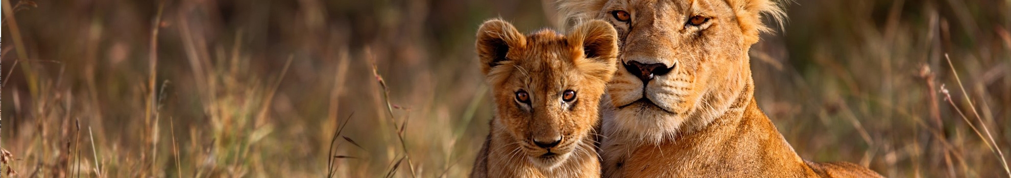 Big 5 Wildlife Attractions Shadows Of Africa
