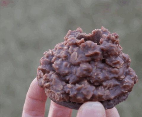 Pop-up ground hog cookie