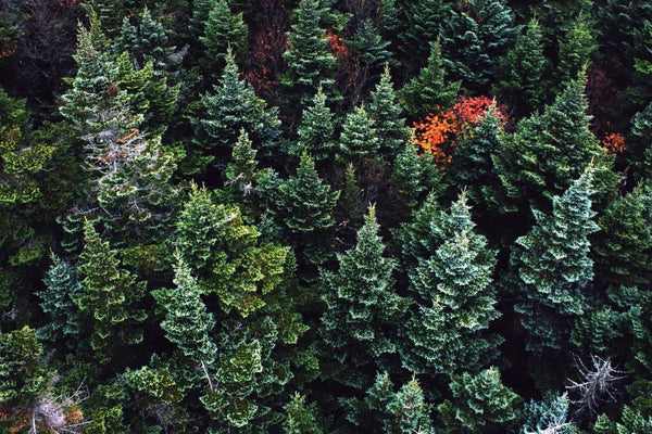 These active organisms have a way of thwarting all gardeners from time to time. Evergreen Trees Everything You Ever Wanted To Know Fastgrowingtrees Com