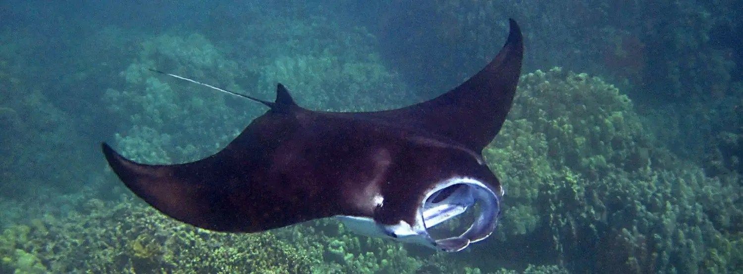 The enigmatic world of manta rays