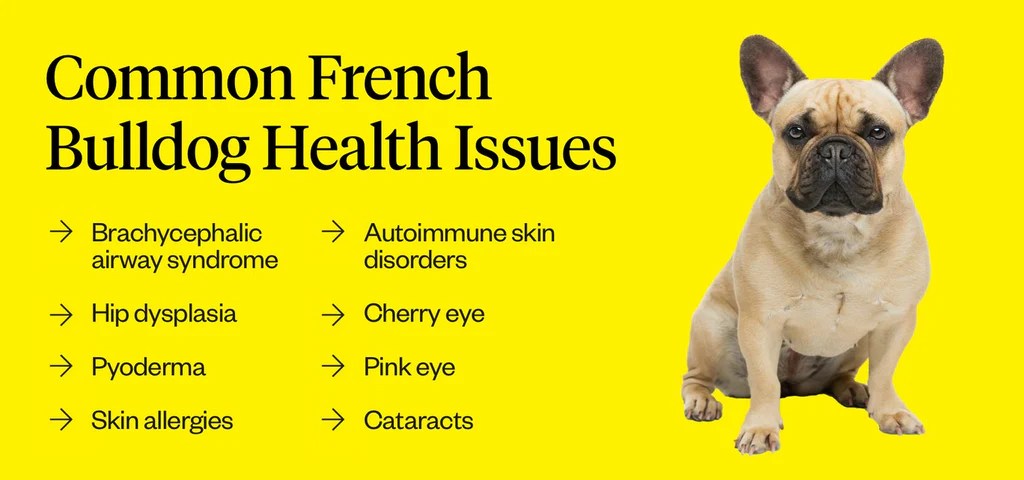 Common French Bulldog Health Issues: What Every Owner Should Know