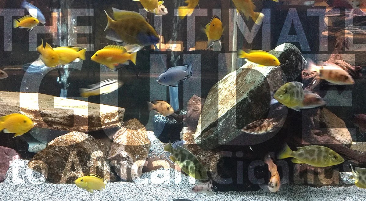 Lake Malawi Cichlids Seneca Park Zoo 