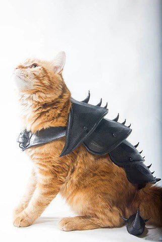 Dress Up Your Cat For Halloween Profound3d