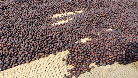 Postcards come in various sizes and styles and are available to purchase in st. New Single Origin Coffee: Ethiopia Sidamo Nansebo Bulga