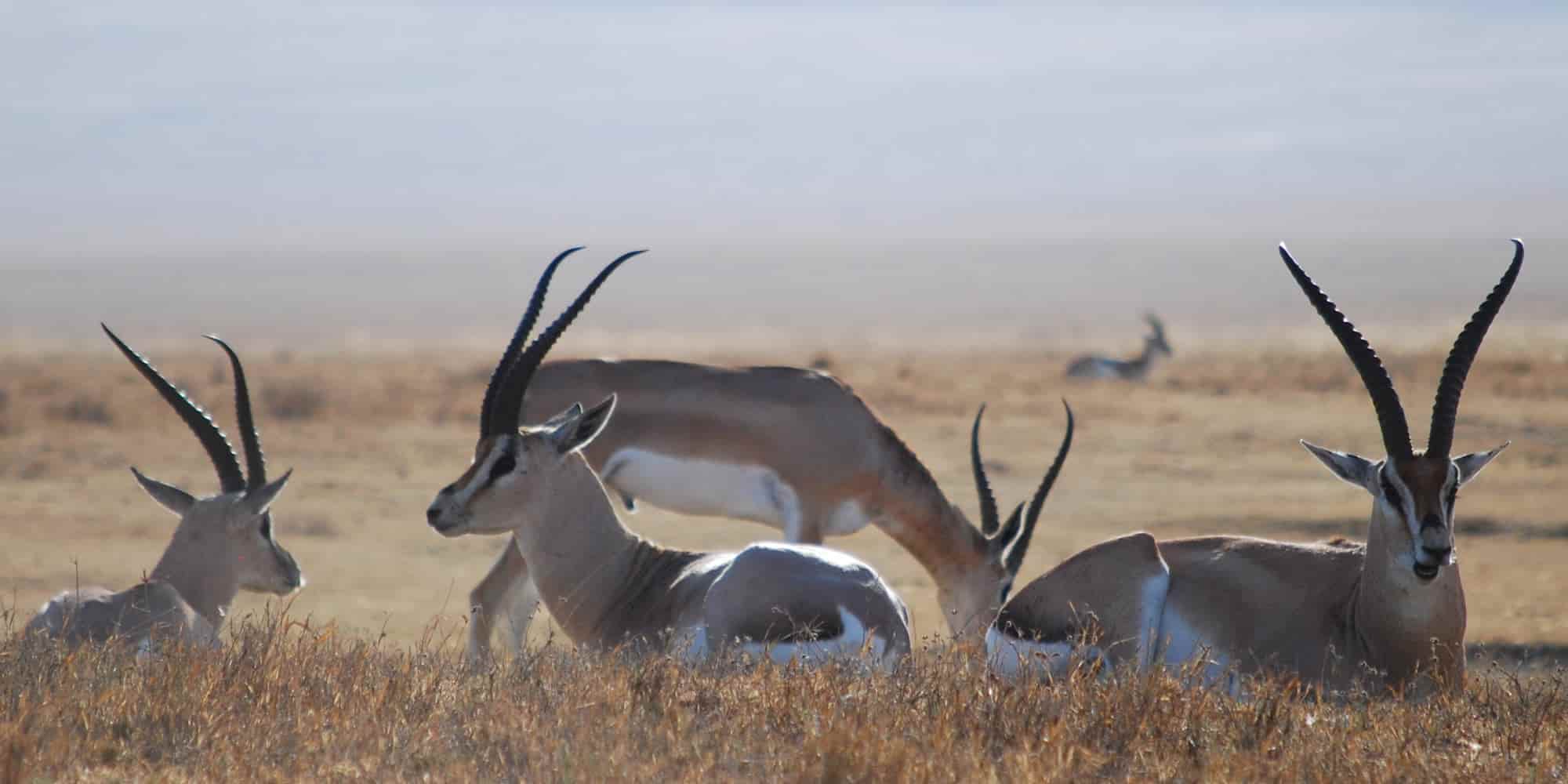 African Memorable Safaris Kenya Safaris Tours Company