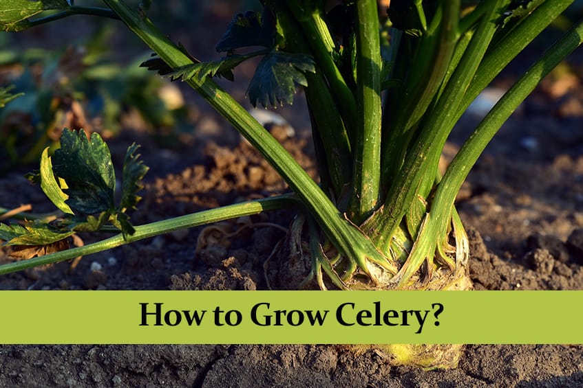 How to grow celery
