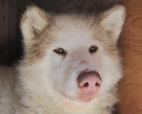 Cirrus Wild Yorkshire - High Quality Abstract Background - 8K