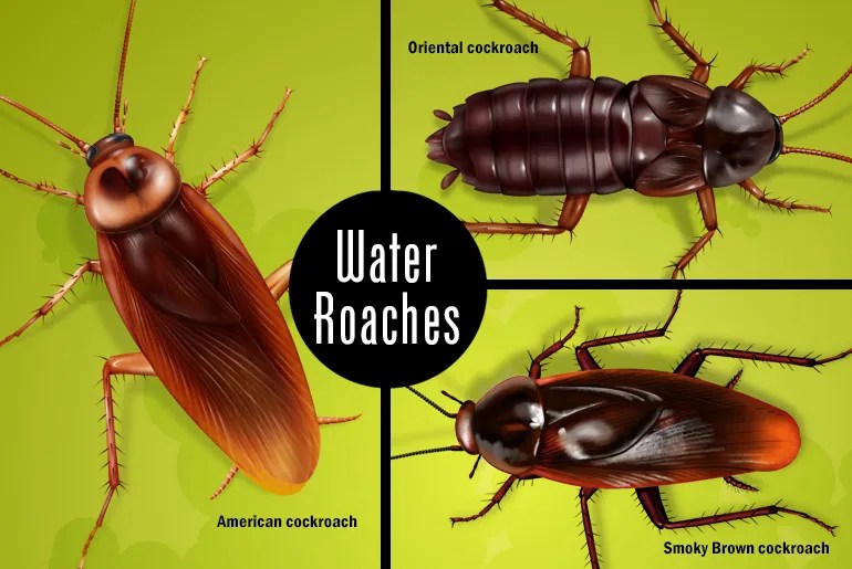 what causes water roaches and how you can keep them out - cockroach facts on how to get roaches out of car vents