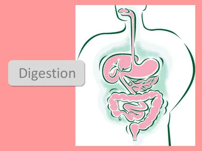 Digestion Absorption And Enzymes