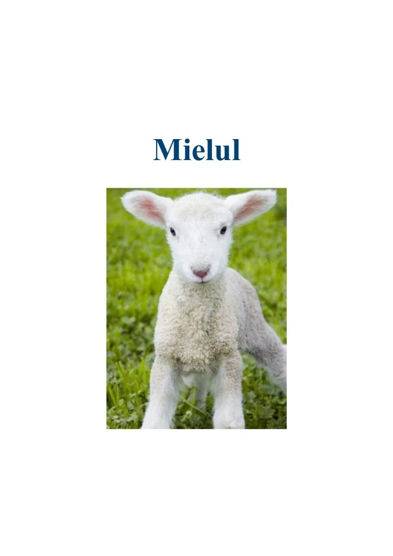 Totul Despre Miel