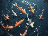 Koi Fish Soft Diffusion Picture