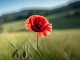 Red Flower Soft Diffusion Gallery