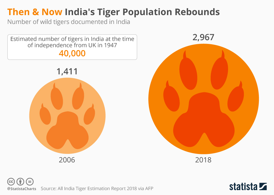 India S Tiger Population Doubles Over 12 Years That S Not All Good News 