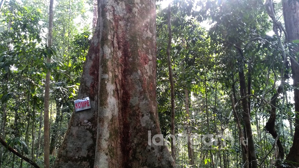 Mengunjungi Rimbo Tolang, “Kampung Rang Bunian” di Dharmasraya