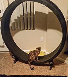 5 best exercise wheels for cats