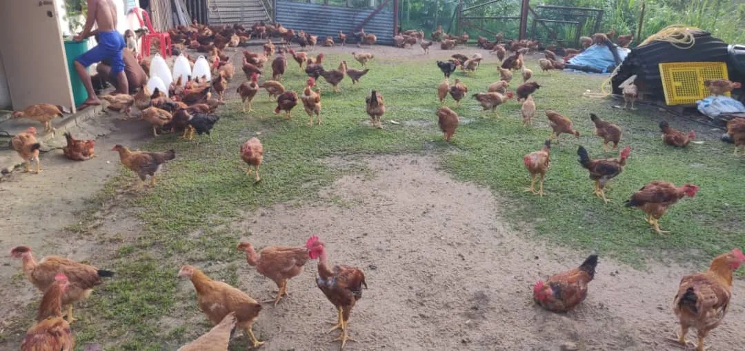 The chickens are free to . Organic Free Range Chicken Why Should You Care Hf Grocer