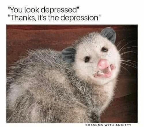 pics Cute Opossum Memes brutal south substack