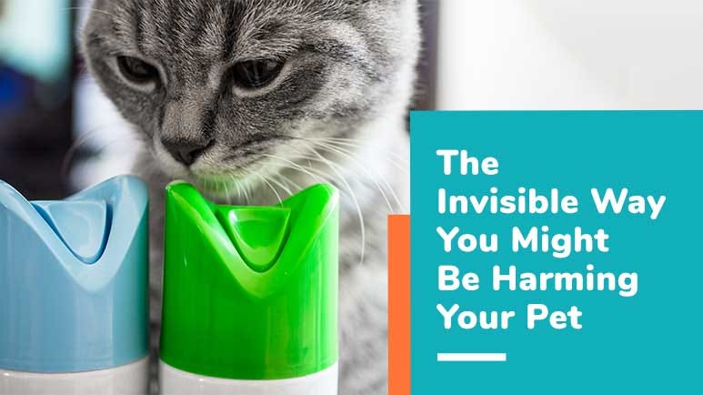So how do you feel about taking to the skies? The Invisible Way You Might Be Harming Your Pet - by Dr. Karen Shaw Becker - Healthy Pets