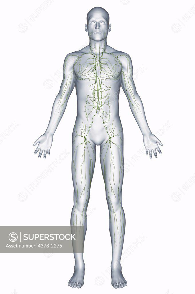 Lymphatic system anatomical vector illustration diagram, educational medical scheme with lymph nodes and tissue fluid circulation flow. A Representation Of The Human Lymphatic System Including The Lymphatic Vessels And Nodes Stock Photo 4378 2275 Superstock