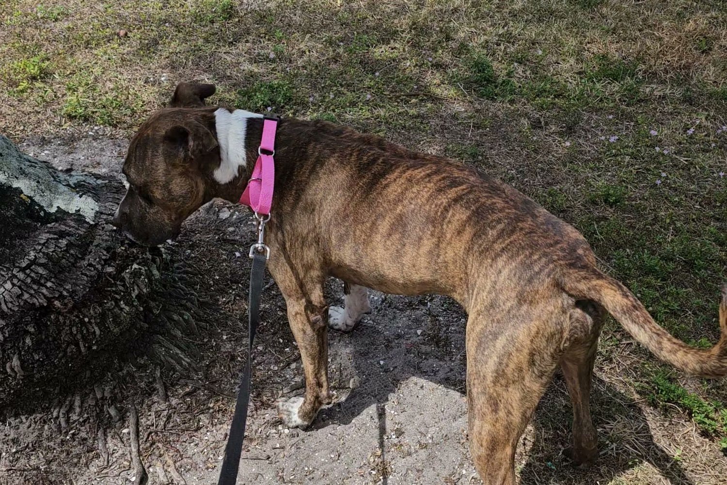 Animal shelter in west palm beach, fl