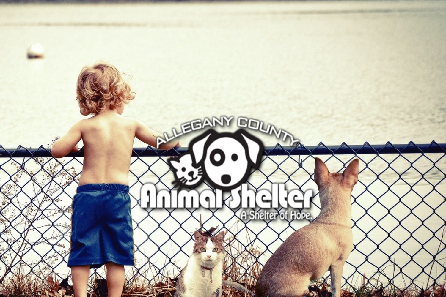 Animal shelter in allegany county, md