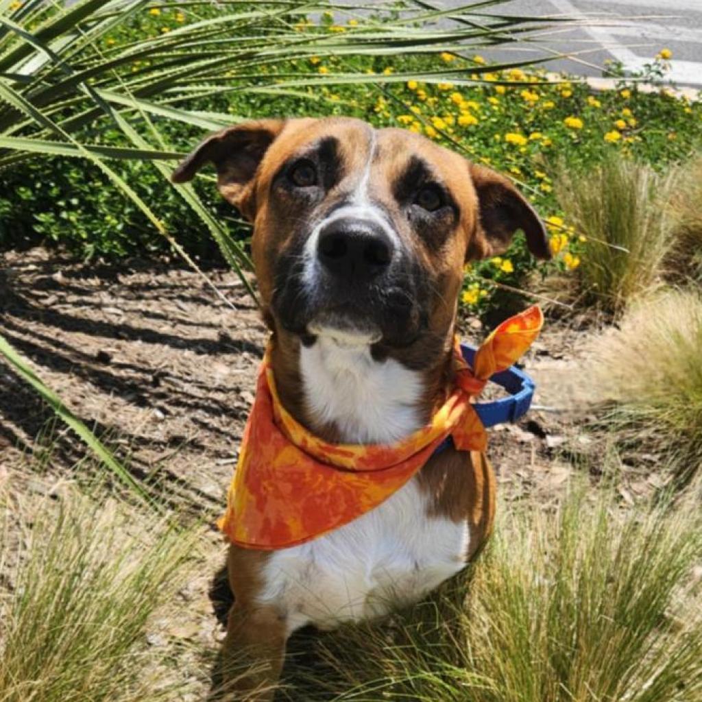 Animal shelters in wheeling, wv