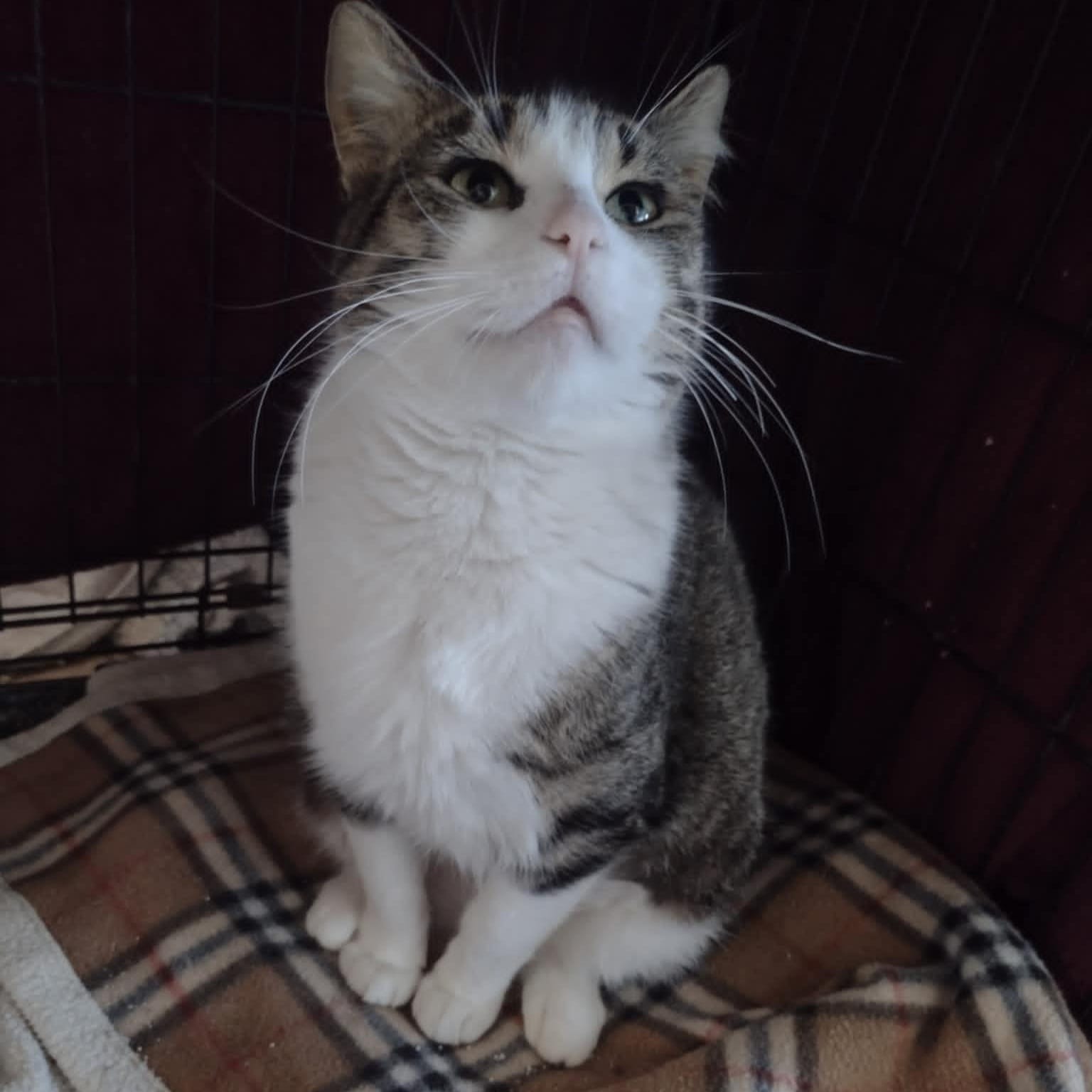 Adopt Delaney Today - Find Paw Pal