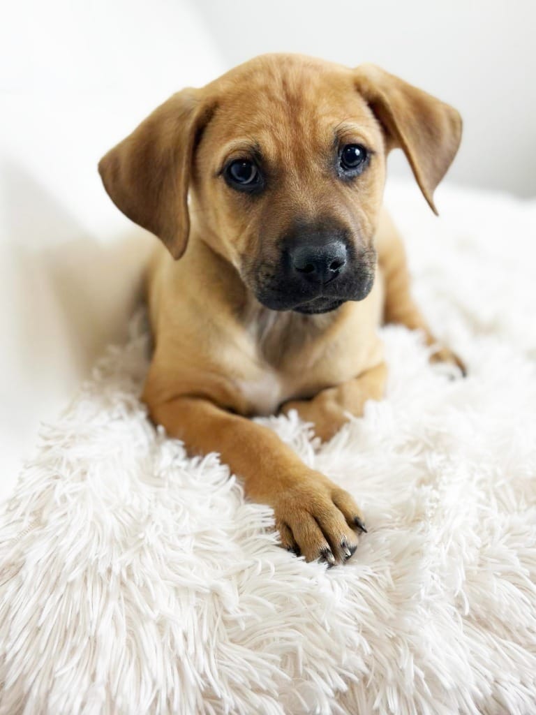 Adopt ivy league litter