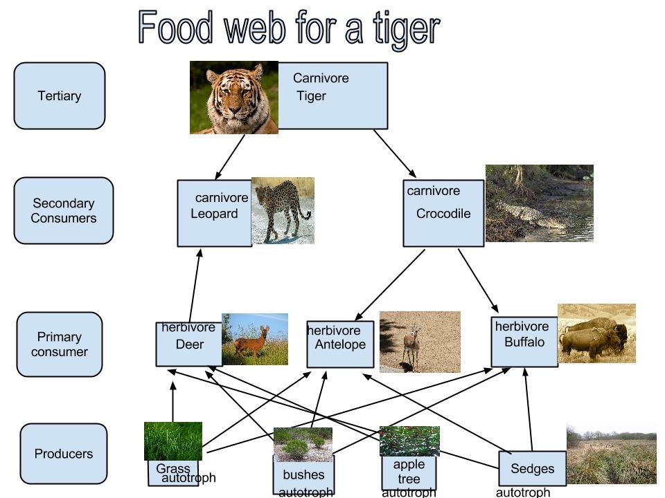 Food web- tiger