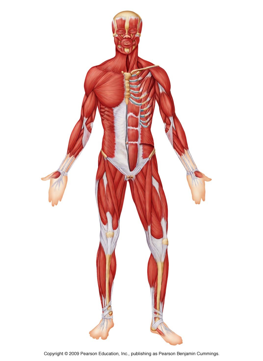 We'll also learn some fun. The Muscular System