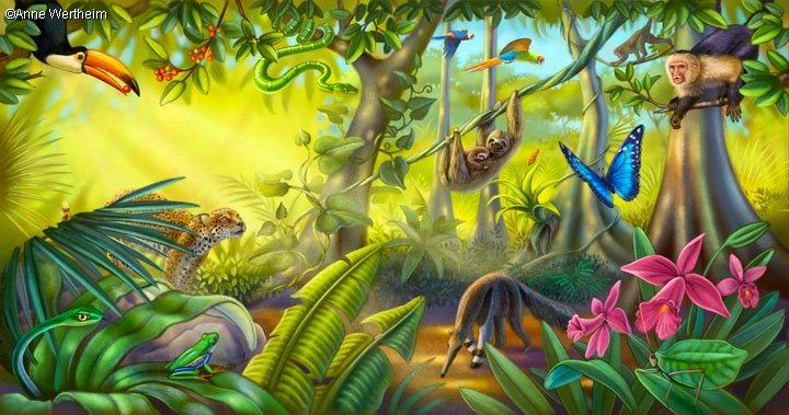 Want to know the best things to do in south america? What type of animals live in the rainforest and how do th...