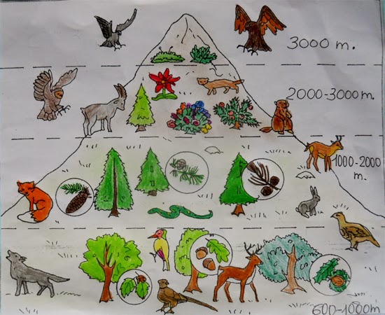 In vacanza con bambini (prima infanzia). FLORA E FAUNA DELLE ALPI