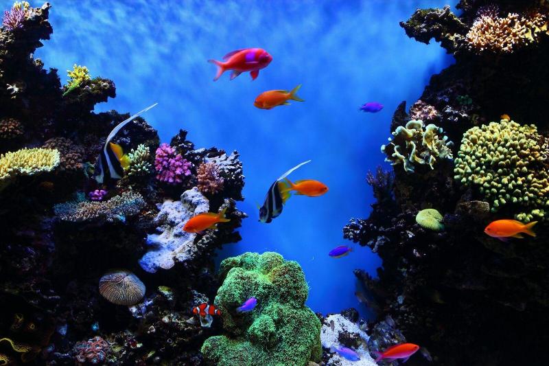 Monterey bay aquarium is a nonprofit public aquarium in monterey, california.known for its regional focus on the marine habitats of monterey bay, it was the first to exhibit a living kelp forest when it opened in october 1984. Monterey Bay Aquarium and Cannery Row Day Trip - San Francisco, United States | Gray Line