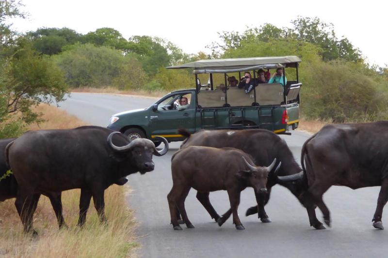 6 Day Krugerpark Tremisana Treehouse Safari South Africa