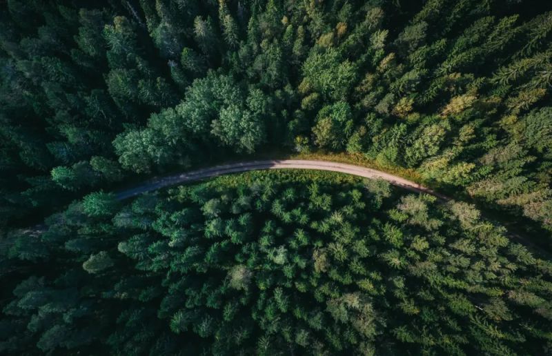 Treely Tree Ly - Beautiful City Art - 4K