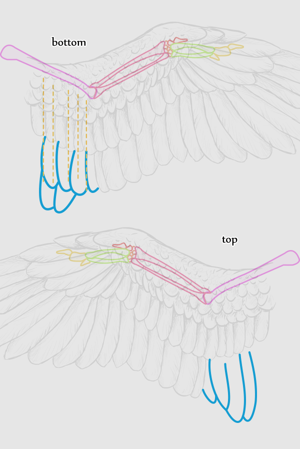 Drachen Zeichnen Lernen Sowie Lindwurmer Schritt Fur Schritt