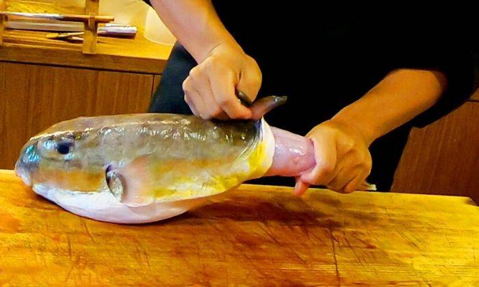 Ikan keli merupakan antara ikan yang paling liat nyawanya. Cara Selamat Nak Siang Makan Ikan Buntal Umpan