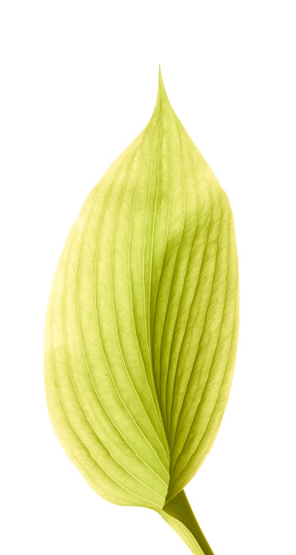 Search free iphone se wallpapers on zedge and personalize your phone to suit you. Download All The Latest Ios 8 Wallpapers For Iphone And Ipad