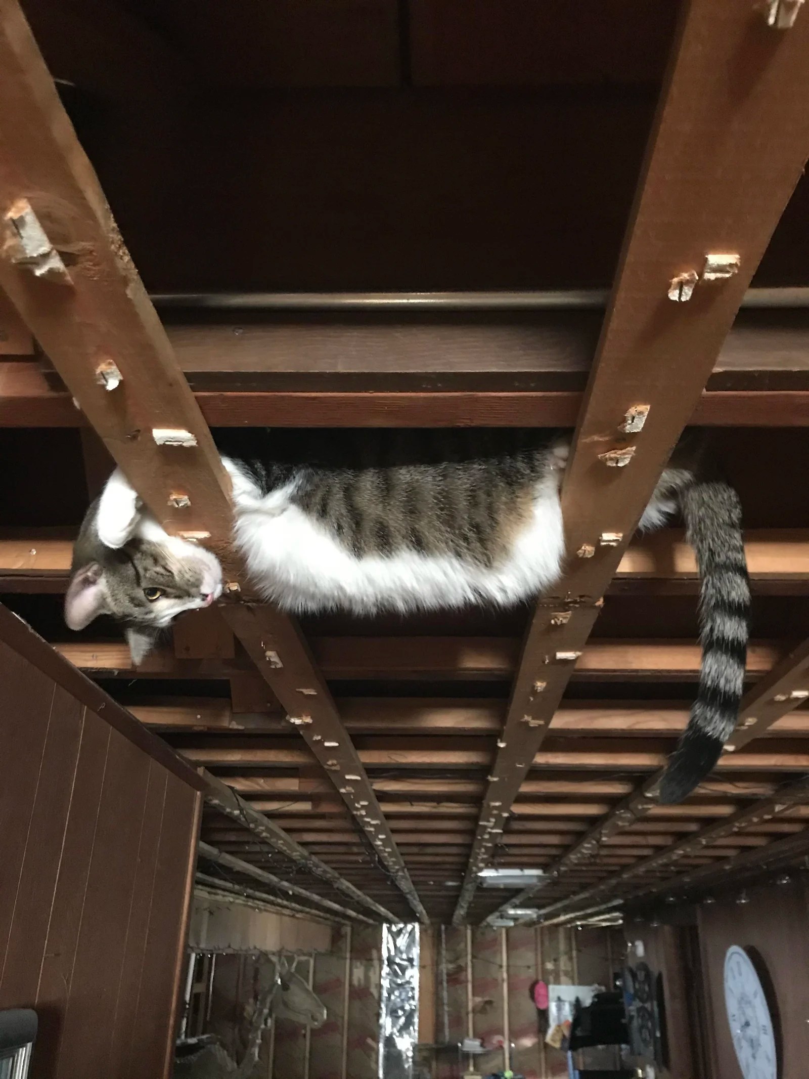 A gallery of cats watching you from the ceiling