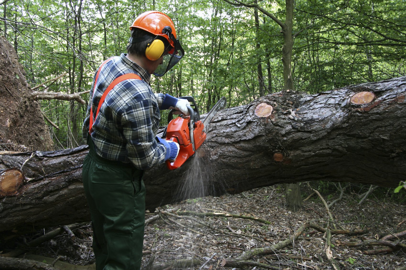 Empresa para cortar, talar o podar un árbol en madrid. ⭐ visita la web