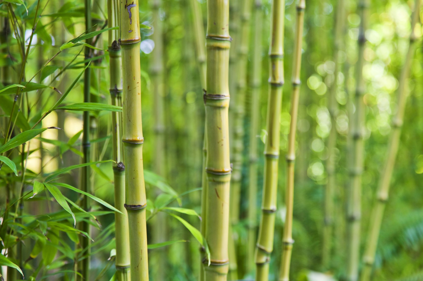 Facts about bamboo
