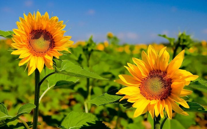 Bing wallpapers features a collection of beautiful images featured on the bing homepage over the last 10 years. Bing Wallpaper Refreshes Your Desktop Every Day
