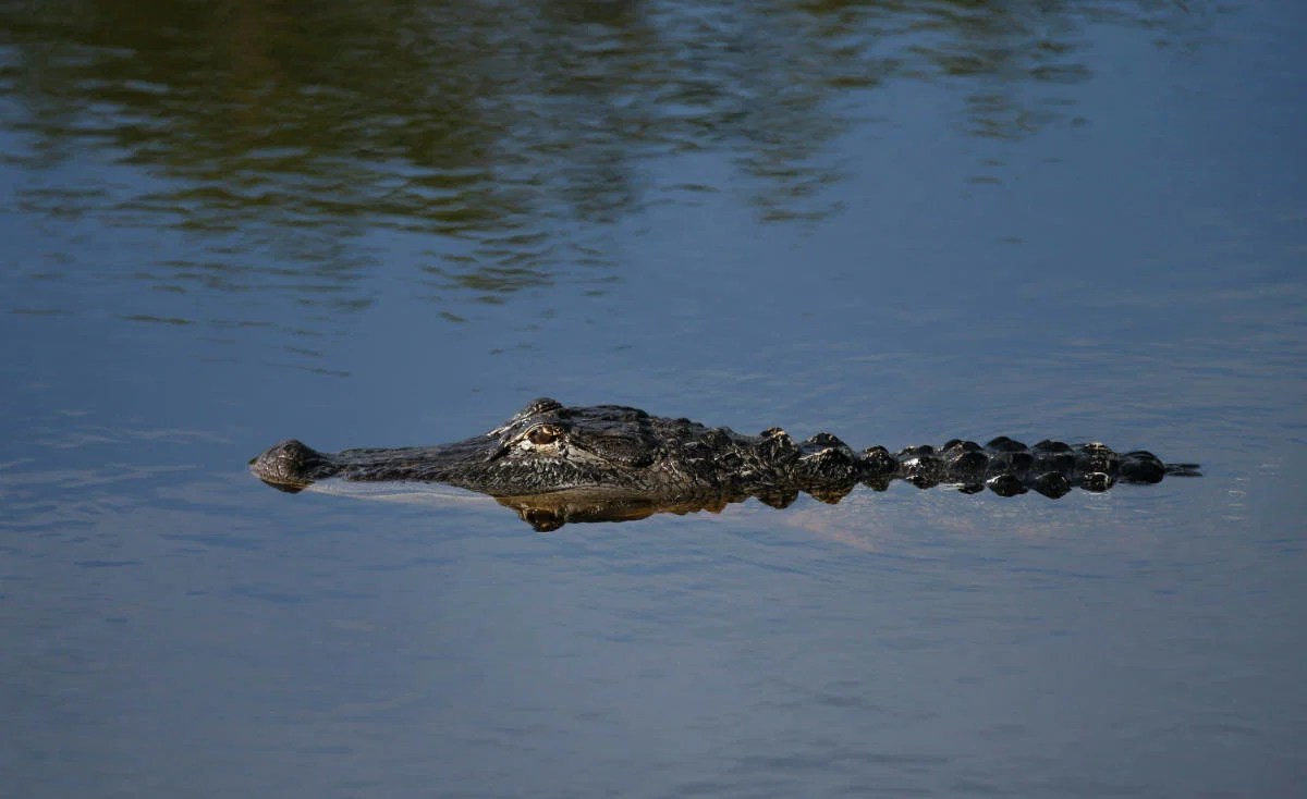 Alligators By State 2026 Alligators By State 
