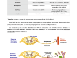 Mt4 Sistema Nervioso Autónomo E Hipotálamo Pdf