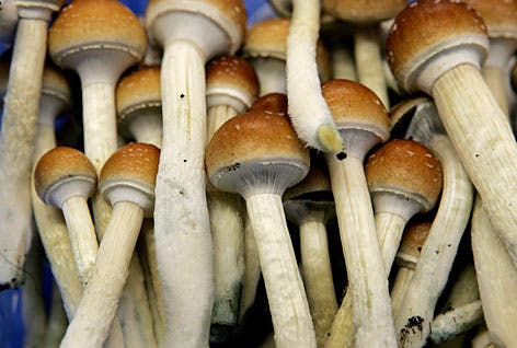 Psilocybin mushroom  - mushrooms drug